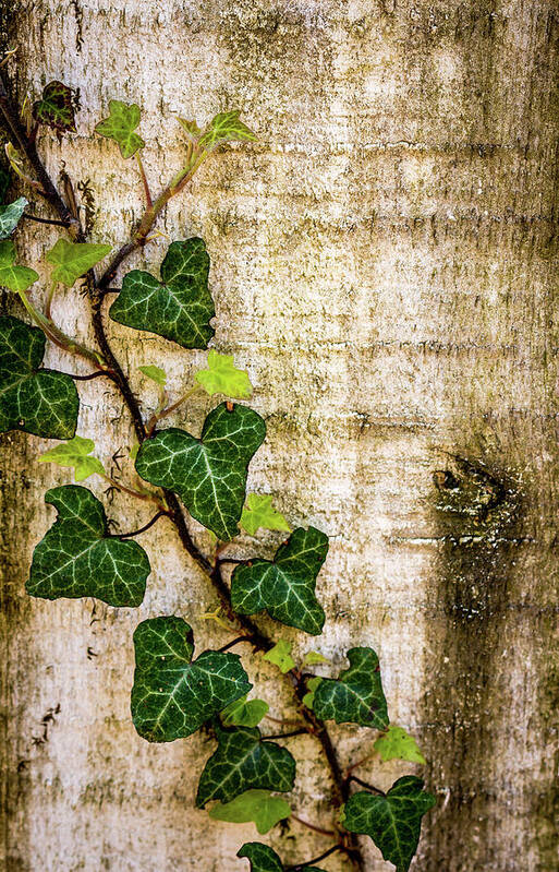 Ivy Poster featuring the photograph Ivy on the Fence Post by Susie Weaver
