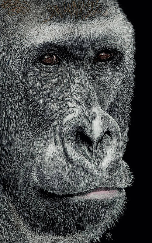 Gorilla Poster featuring the drawing Jabari by Ann Ranlett
