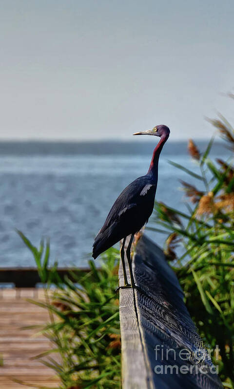 Little Blue Heron Poster featuring the photograph Little Blue Heron by Lois Bryan