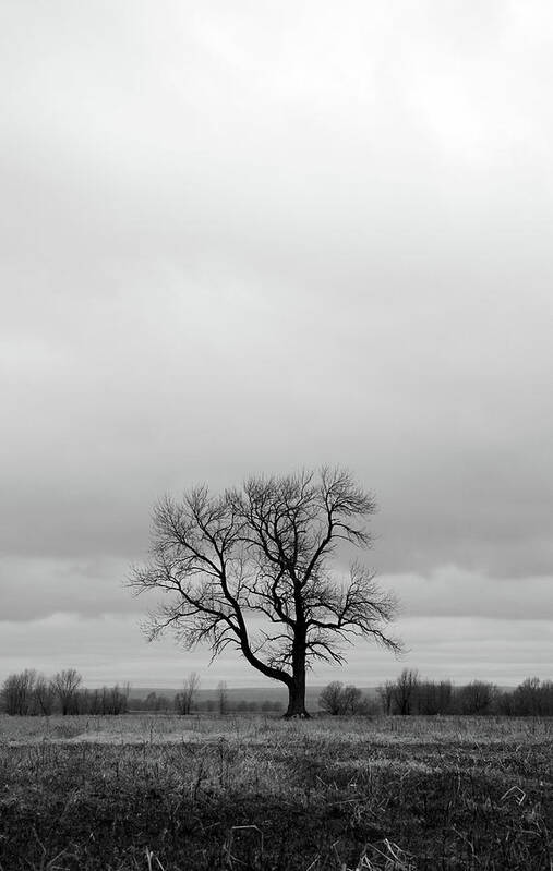 Tree Poster featuring the photograph Lonely tree in a spring field by GoodMood Art
