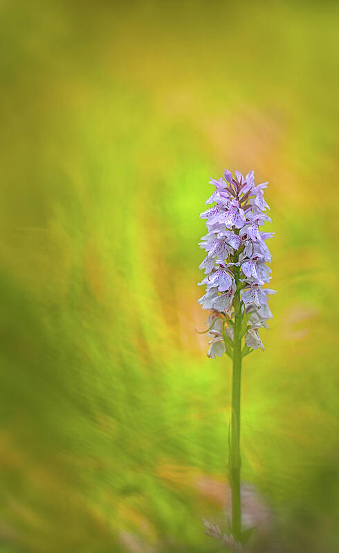 Dof Poster featuring the photograph Moorland spotted orchid - beautiful wild flower by Dirk Ercken