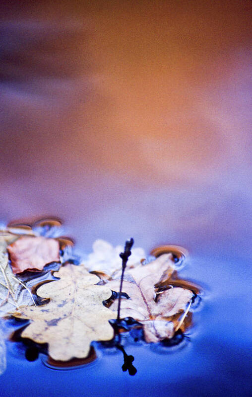 Water Poster featuring the photograph Oak leaf cluster II by Heiko Koehrer-Wagner