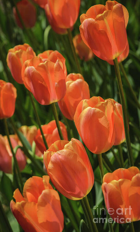Orange Poster featuring the photograph Orange Tulips by Tamara Becker