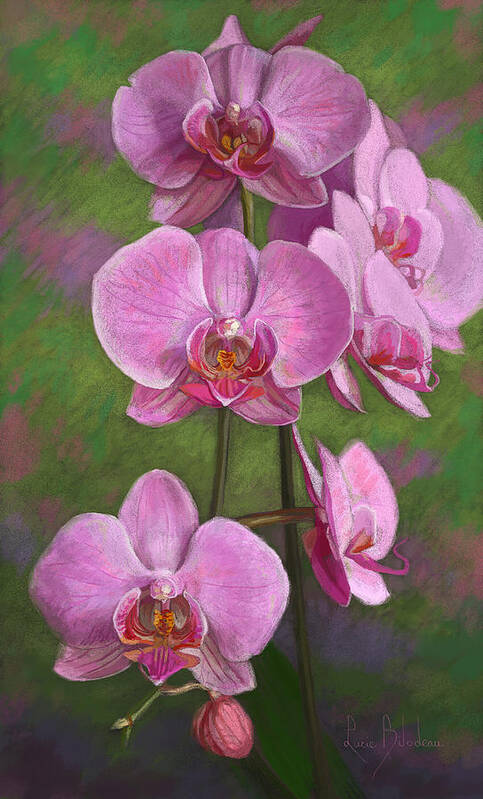 Orchids Poster featuring the pastel Orchids by Lucie Bilodeau