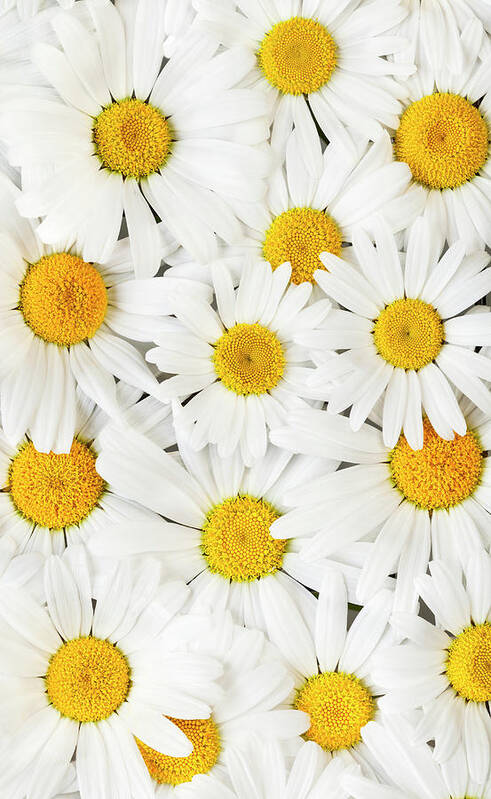 Daisy Poster featuring the photograph Oxeye Daisies 2 by Alan L Graham