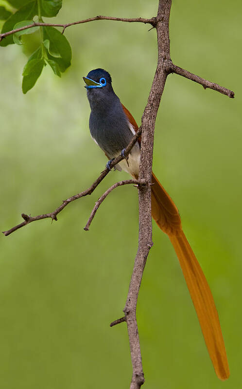 Bird Poster featuring the photograph Paradise Flycatcher by Basie Van Zyl