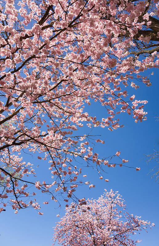 Pink Poster featuring the photograph Pink trees in full bloom in spring by Matthias Hauser