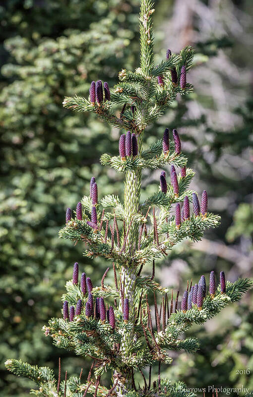 Subalpine Forest Poster featuring the photograph Purple Cones by Aaron Burrows