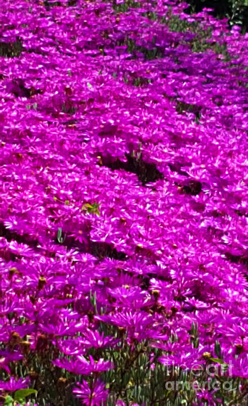 Flowers Poster featuring the photograph Purple garden by Maria Aduke Alabi