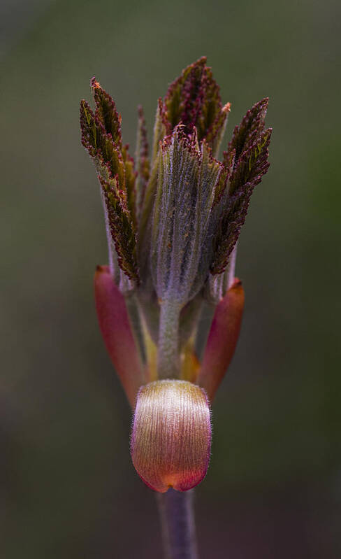 Leaves Poster featuring the photograph Red Buckeye Leaves Emerging by Steven Schwartzman