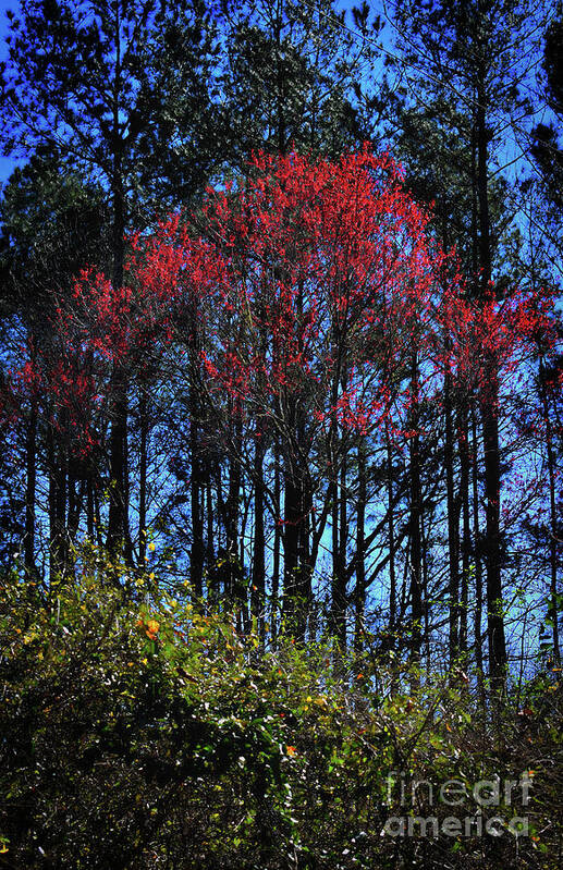 Nature Poster featuring the photograph Red Tip Spring by Skip Willits