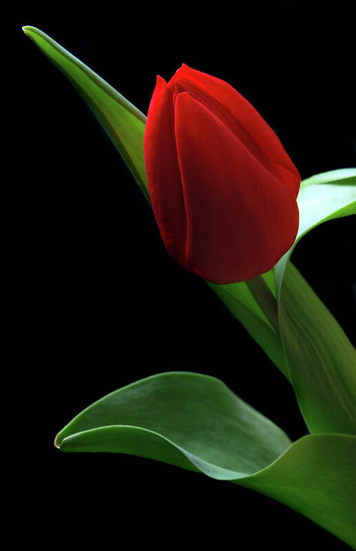 Tulip Poster featuring the photograph Red Tulip. by Terence Davis