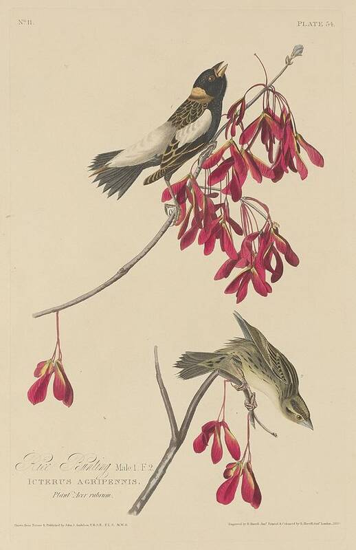  Poster featuring the drawing Rice Bunting by Dreyer Wildlife Print Collections 