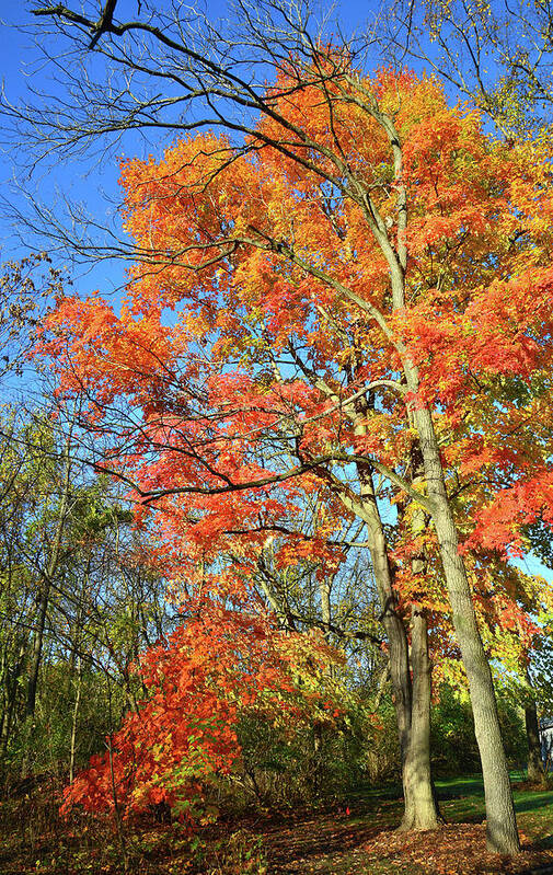 Illinois Poster featuring the photograph River Road Maples by Ray Mathis