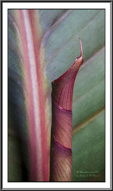 Plant Poster featuring the photograph Roll our the Red Carpet by Karen Musick