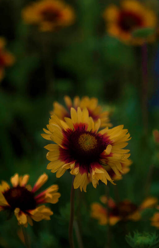 Yellow Poster featuring the photograph Ruffled Up by Cherie Duran