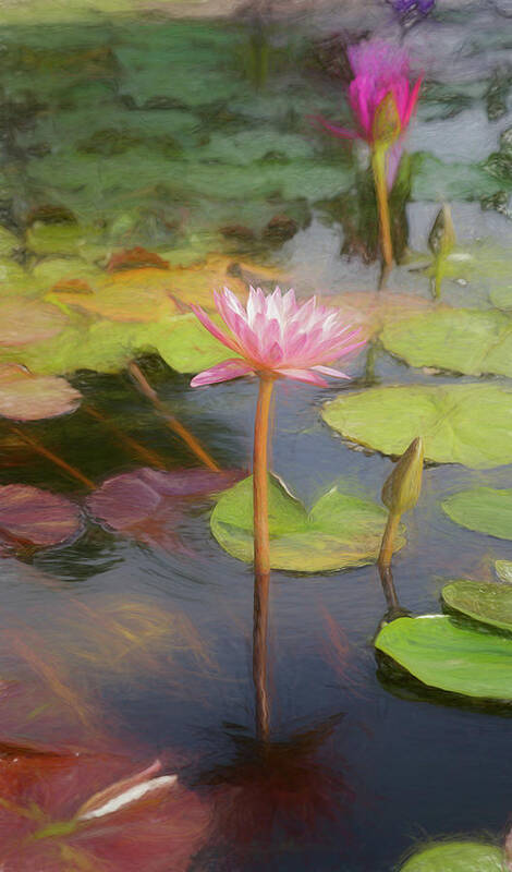 Water Lily's Poster featuring the photograph San Juan Capistrano Water Lilies by Michael Hope