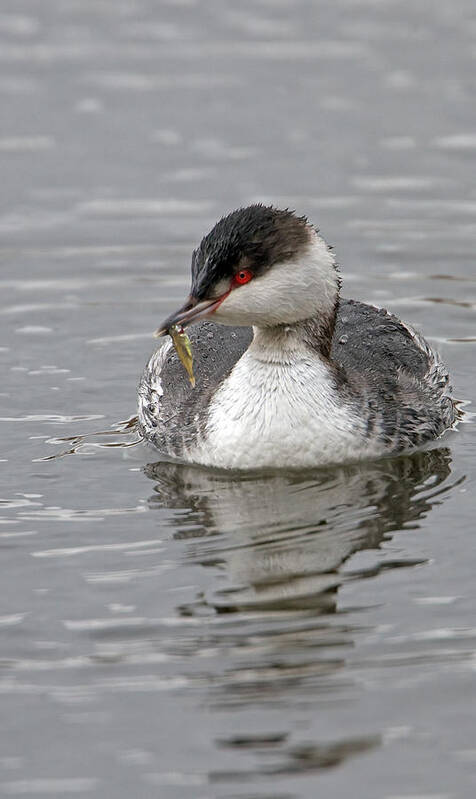 Slavonian Grebe Poster featuring the photograph Slavonian Grebe with fish by Bob Kemp