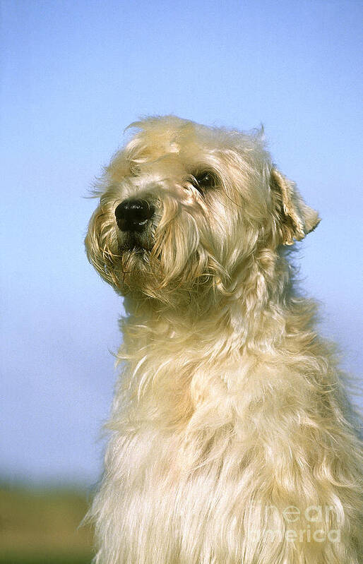 Adult Poster featuring the photograph Soft Coated Wheaten Terrier by Gerard Lacz