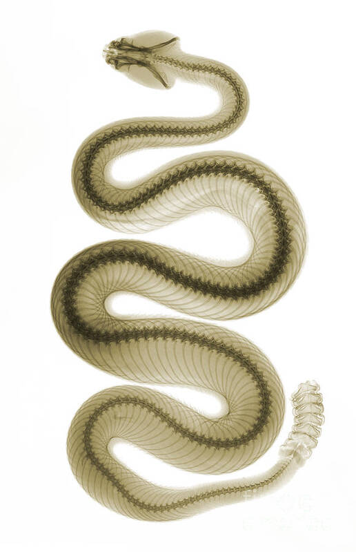 Crotalus Oreganus Helleri Poster featuring the photograph Southern Pacific Rattlesnake, X-ray by Ted Kinsman
