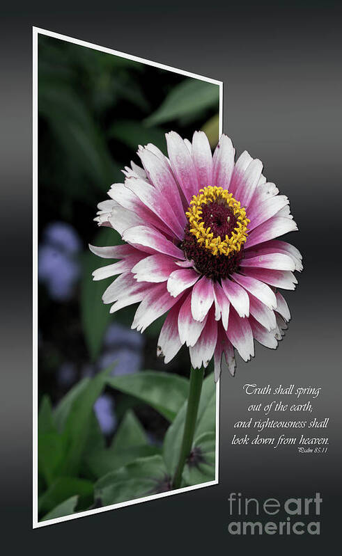 Flower Poster featuring the photograph Spring out by Deborah Klubertanz