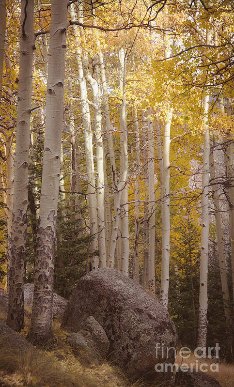 Aspen Trees Poster featuring the photograph Stillness by The Forests Edge Photography - Diane Sandoval