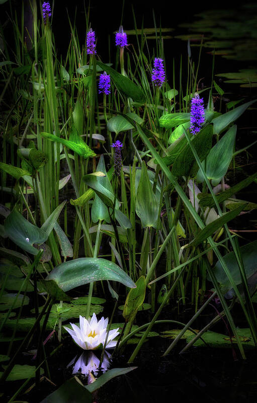 Water Lily Poster featuring the photograph Summer Swamp 2017 by Bill Wakeley