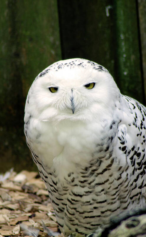 Owl Poster featuring the photograph White Owl by Rainer Kersten