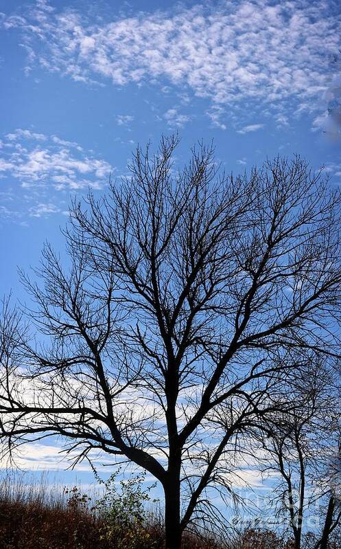 Trees Poster featuring the photograph Winter tree and Blue sky by Yumi Johnson