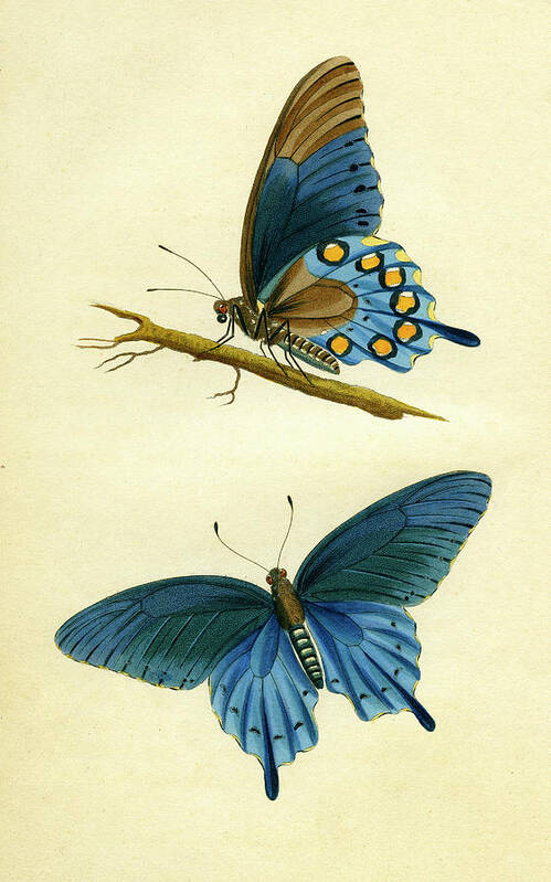 Entomology Poster featuring the mixed media butterflies - Papilio philenor by Unknown