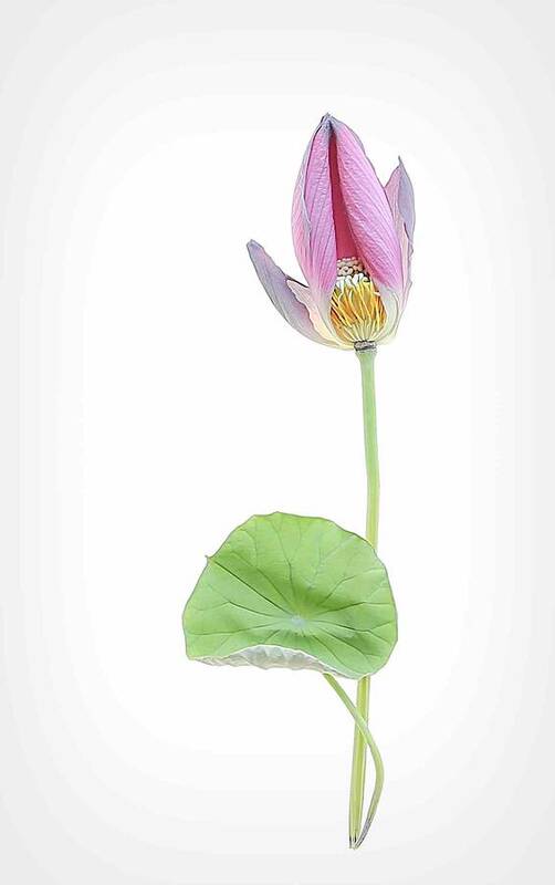 Lotus Poster featuring the photograph Lotus #2 by Fangping Zhou