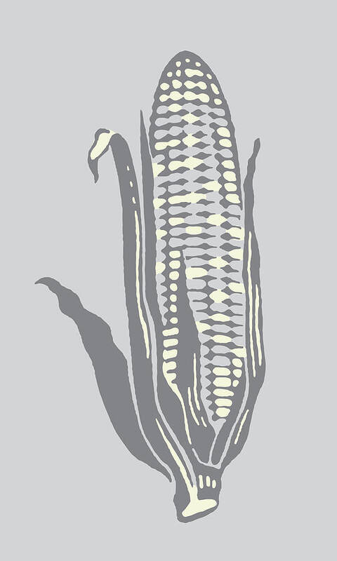 Agriculture Poster featuring the drawing Ear of Corn #3 by CSA Images
