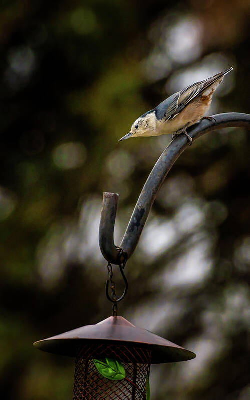 Passeriformes Poster featuring the photograph A Rare Pause by Onyonet Photo studios