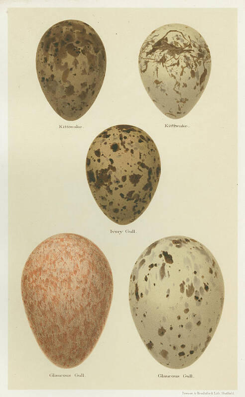 Decorative Elements Poster featuring the painting Antique Bird Egg Study Iv by Henry Seebohm
