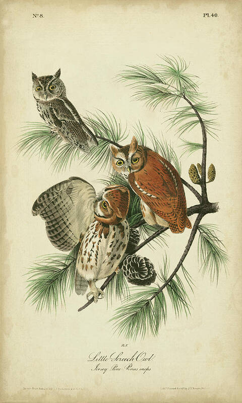 Decorative Poster featuring the painting Audubon Screech Owl by John James Audubon