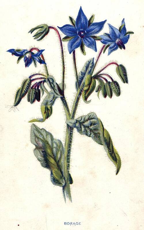 Borage Poster featuring the digital art Borage by Hulton Archive