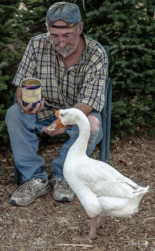 Goose Poster featuring the photograph Chow Time by Mike Long