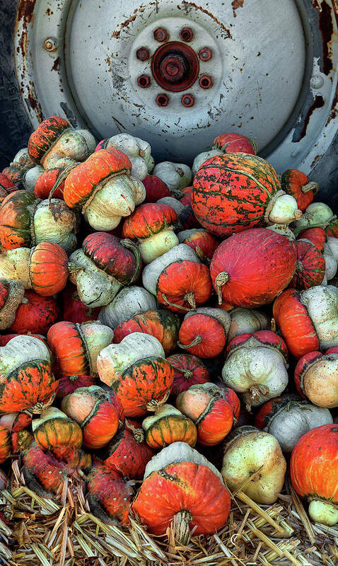 Gourds Poster featuring the photograph Colorful Gourds by Floyd Hopper