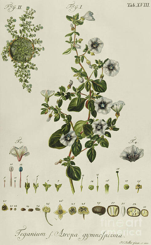 Plant Poster featuring the painting Convolvulus Teganium f Atropa gymnosperma from Plantae Rariores by Jakob Christoph Keller
