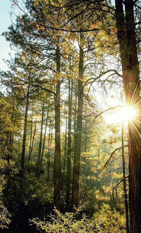 Mountains Poster featuring the photograph Good Morning Sunshine by Elaine Malott