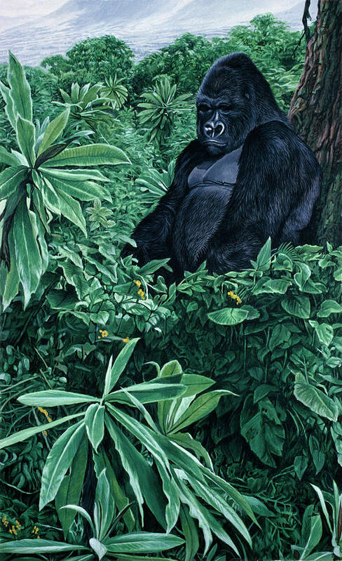 A Gorilla In The Forest Poster featuring the painting Gorilla by Ron Parker