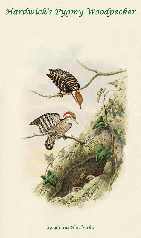 Woodpecker Poster featuring the painting Hardwick's Pygmy Woodpecker by John Gould