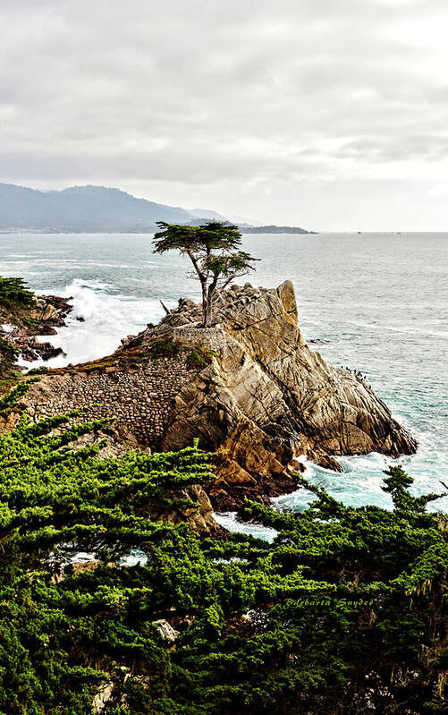 Lone Cypress Poster featuring the photograph Lone Cypress by Barbara Snyder