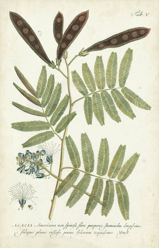 Botanical Poster featuring the painting Miller Ferns I by Phillip Miller