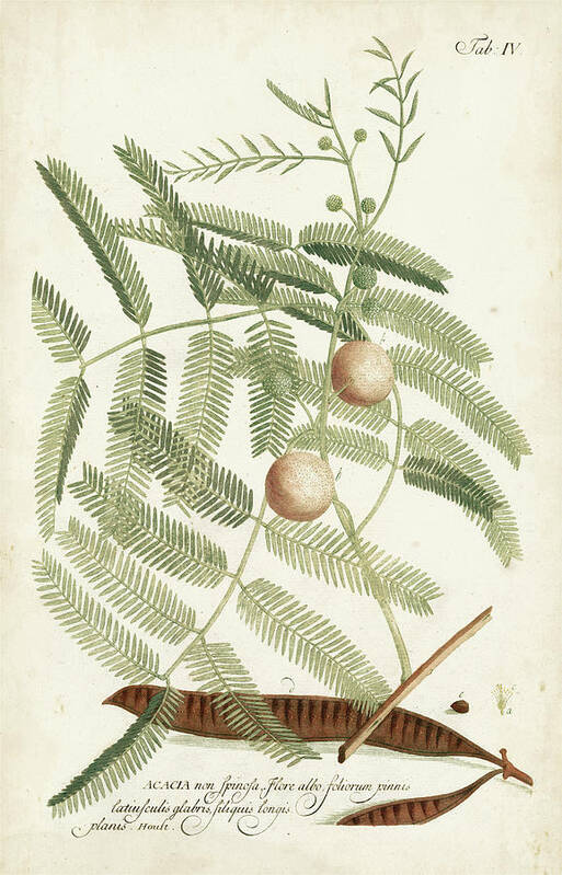 Botanical Poster featuring the painting Miller Ferns II by Phillip Miller