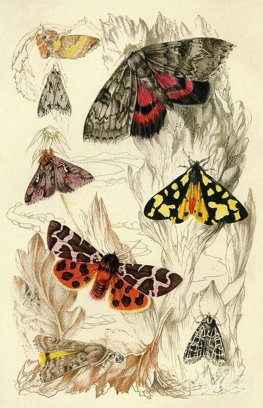 Engraving Poster featuring the drawing Moths by Print Collector