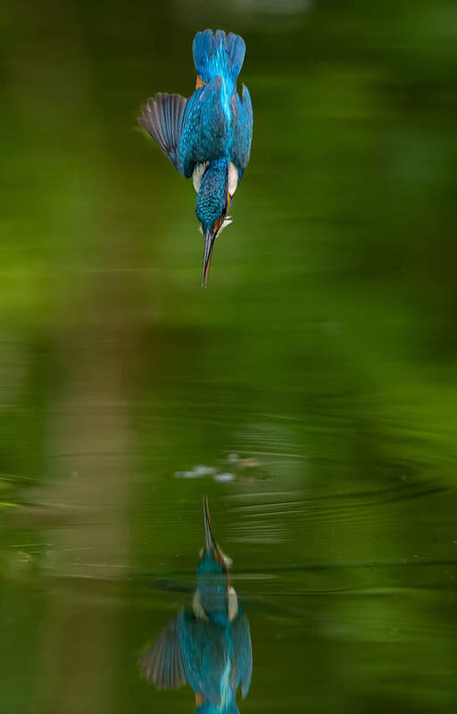 Kingfisher Poster featuring the photograph Pitchdown by Kennyc
