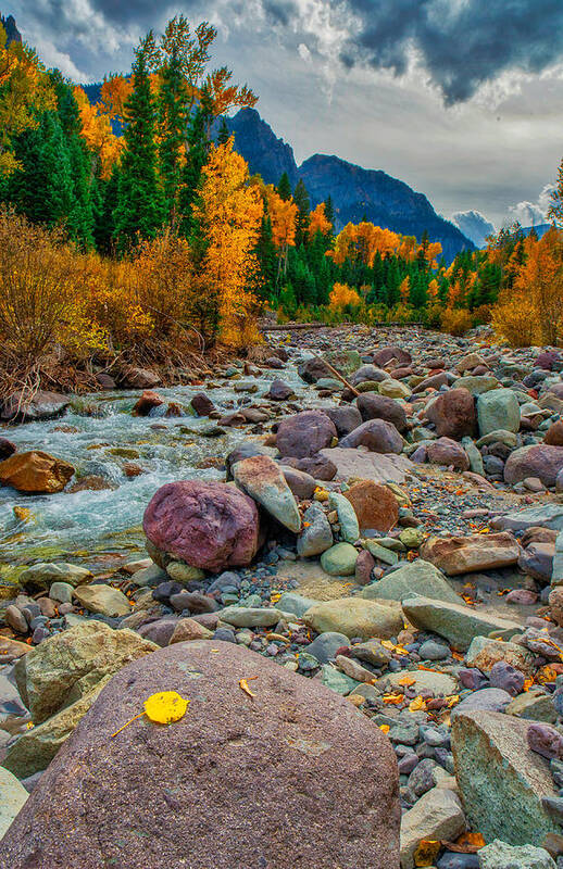 Colorado Poster featuring the photograph Point Of Color by Tom Gresham