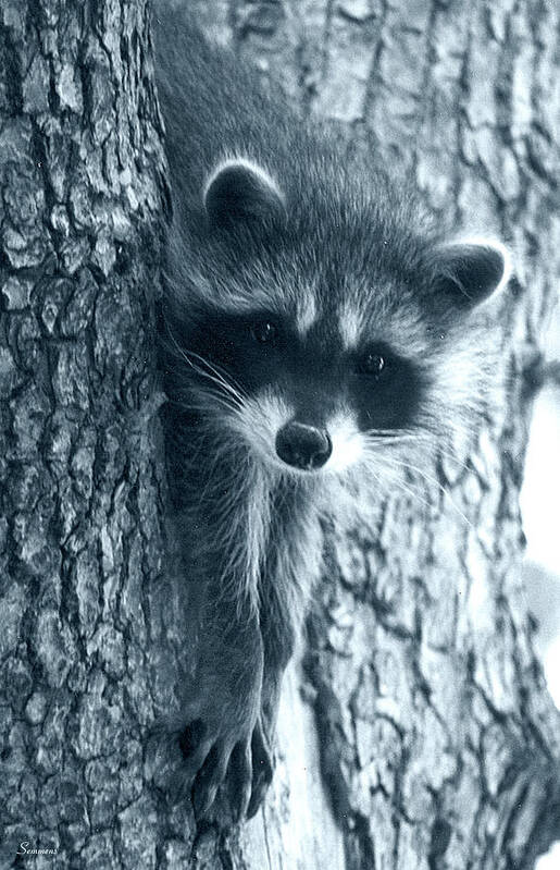 A Raccoon In A Tree.
Black And White Poster featuring the photograph Raccoon 3 by Gordon Semmens