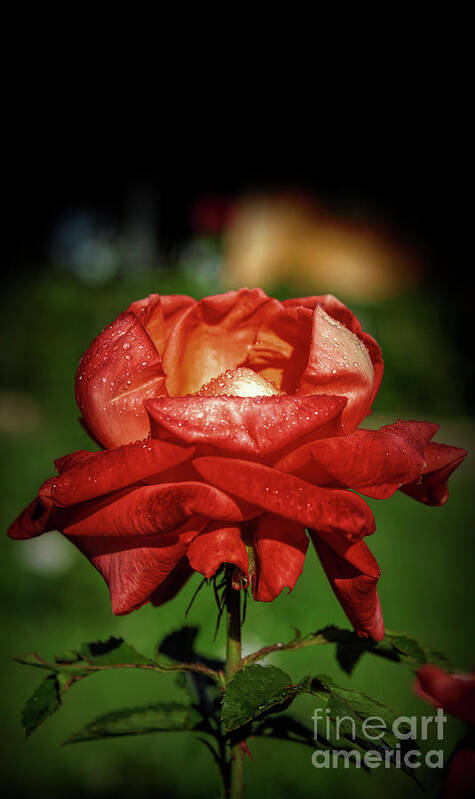 Beauty Poster featuring the photograph Red Rose Beauty by Stefano Senise